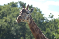 Woburn-016