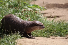 Woburn-020