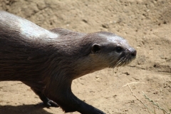 Woburn-024