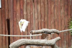 Woburn-028