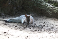 Woburn-037