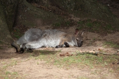 Woburn-038