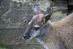 Woburn-039