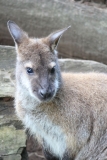 Woburn-040