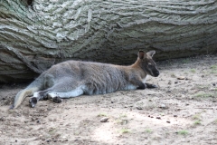 Woburn-041