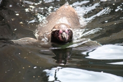Woburn-043
