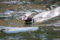 Woburn-045