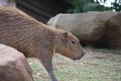 Woburn-046