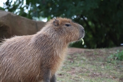 Woburn-048