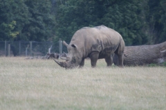 Woburn-052