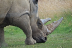 Woburn-054
