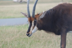 Woburn-055