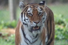 Woburn-058