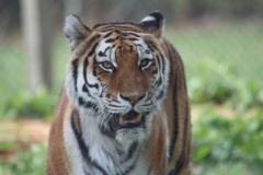 Woburn-059