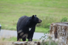 Woburn-060