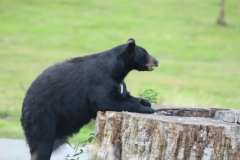 Woburn-061