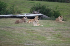 Woburn-063