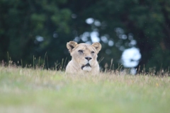 Woburn-064