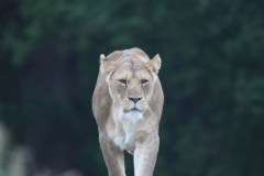 Woburn-065