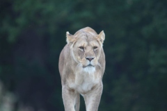 Woburn-066