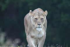 Woburn-067