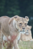 Woburn-068