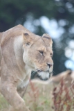 Woburn-069