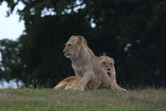 Woburn-073
