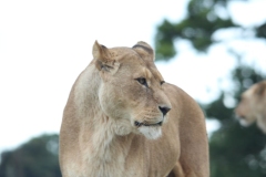 Woburn-074