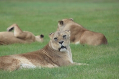 Woburn-079