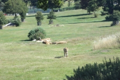 Woburn-Safari-Park-011
