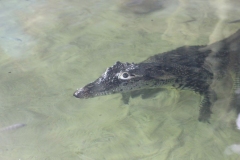 Longleat-009