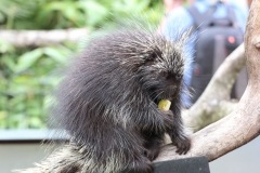 Longleat-022
