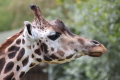Longleat-027