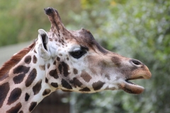 Longleat-028