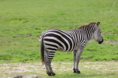 Longleat-029