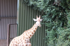 Longleat-030