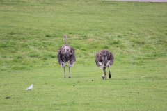 Longleat-031