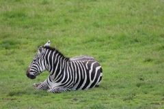 Longleat-032