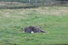 Longleat-033
