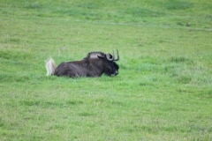 Longleat-034