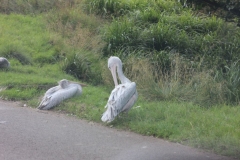 Longleat-035