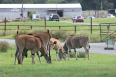 Longleat-036