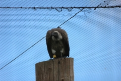Longleat-038