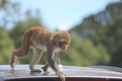 Longleat-039