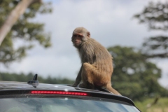 Longleat-040