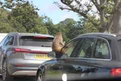 Longleat-041
