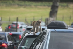 Longleat-043