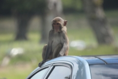 Longleat-044