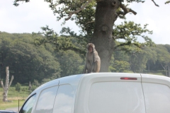 Longleat-045